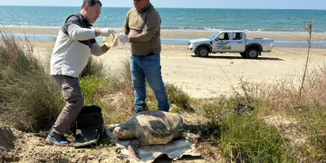 Kuşadası’nda deniz kaplumbağası ölümleri artıyor: Bir haftada 7 kayıp