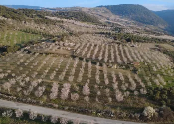 Manisa’da badem ağaçları çiçeklerle bezendi