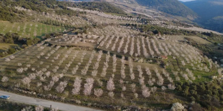 Manisa’da badem ağaçları çiçeklerle bezendi
