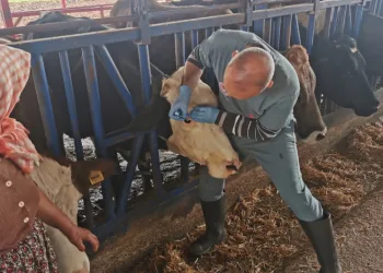 Bozdoğan’da aşı ve küpeleme çalışmaları sürüyor