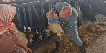 Bozdoğan’da aşı ve küpeleme çalışmaları sürüyor