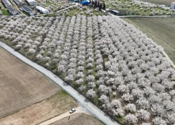 Malatya’da çiçek açan kayısı bahçeleri havadan görüntülendi