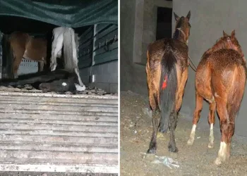 Mersin’de Et Skandalı Büyüyor: İki Firma Daha İfşa Edildi