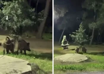 Bursa’da domuzlar piknik alanlarına indi