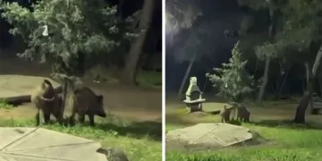 Bursa’da domuzlar piknik alanlarına indi