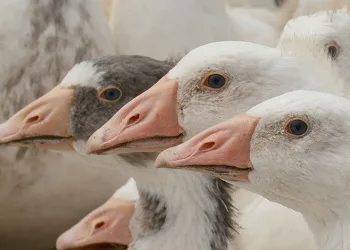 700 yıllık gelenek Bursa’da yeniden yaşatıldı