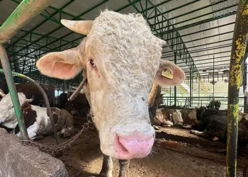 Bursa’da domuzlar piknik alanlarına indi