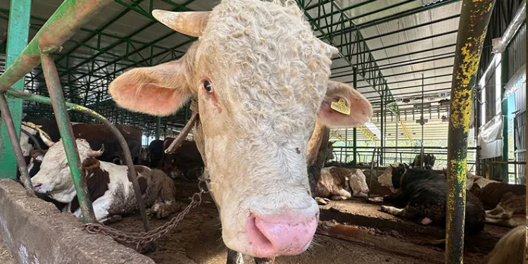 Bursa’da domuzlar piknik alanlarına indi