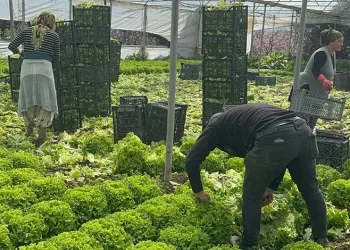 Bursa’da dereye düşen adamı ekipler kurtardı