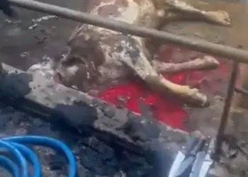 Antalya’da depoya inmek isterken düşen genç yaralandı