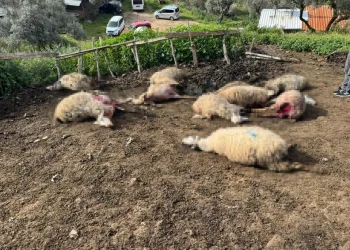 Kahramanmaraş’ta akrobatik hareketler yapan motosikletliye 47 bin TL ceza