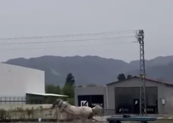 Siverek’te 17 yıl 6 ay hapis cezası bulunan firari yakalandı