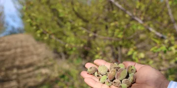 Adana’da dolu kayısı bahçelerini vurdu, çağlalar yere döküldü