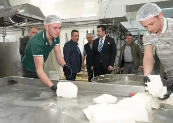 Her gün 3,5 ton sütten 12 çeşit peynir üretiyorlar