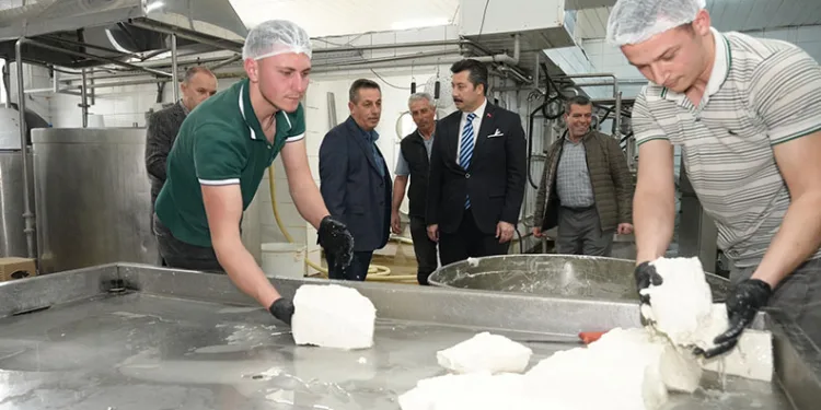 Her gün 3,5 ton sütten 12 çeşit peynir üretiyorlar
