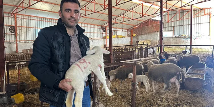 57 yıldır Karacabey merinosu yetiştiriyorlar