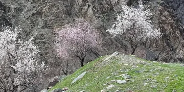 Şırnak’ta badem ağaçları çiçek açtı