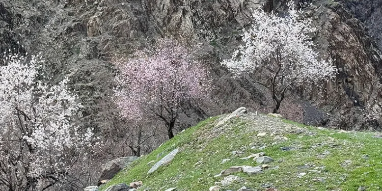Şırnak’ta badem ağaçları çiçek açtı