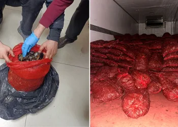 Bursa ve Balıkesir’de eş zamanlı midye operasyonu