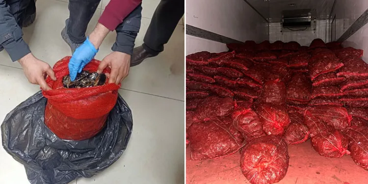 Bursa ve Balıkesir’de eş zamanlı midye operasyonu
