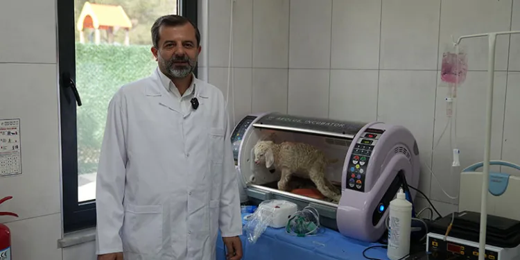 Gürsu Butik Hayvanat Bahçesi yeni sakinlerini ağırlıyor