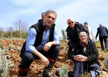 Gemlik Belediyesi Lavanta Bahçesi Kuruyor