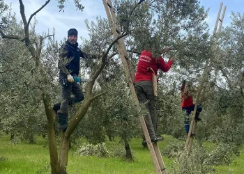 Orhangazi Belediyesi’nden Zeytinliklerde Üretim Hamlesi Devam Ediyor: