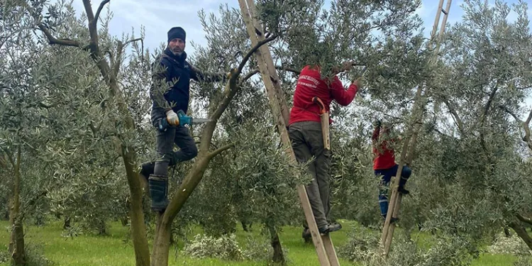 Orhangazi Belediyesi’nden Zeytinliklerde Üretim Hamlesi Devam Ediyor: