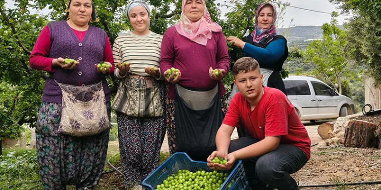 Mersin’de açıkta erik hasadı başladı