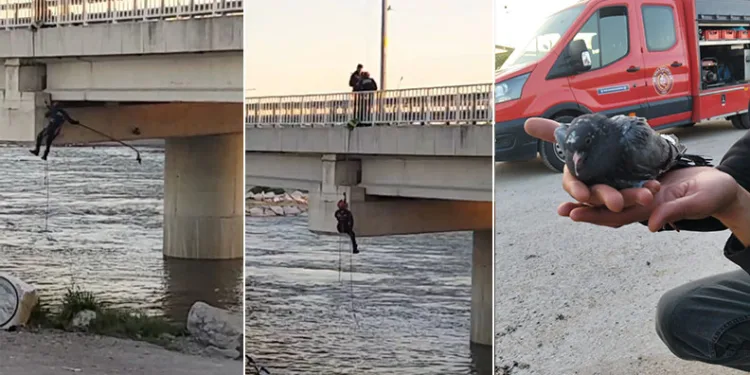 Asılı kalan güvercini halatla inip kurtardılar