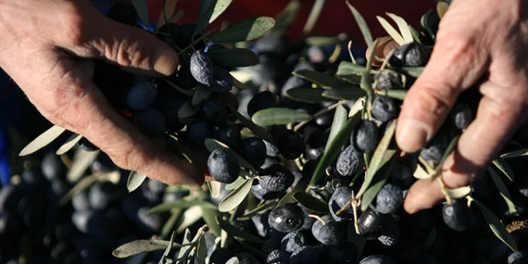 Bir kilogram zeytin için 6798 litre suya ihtiyaç duyuluyor