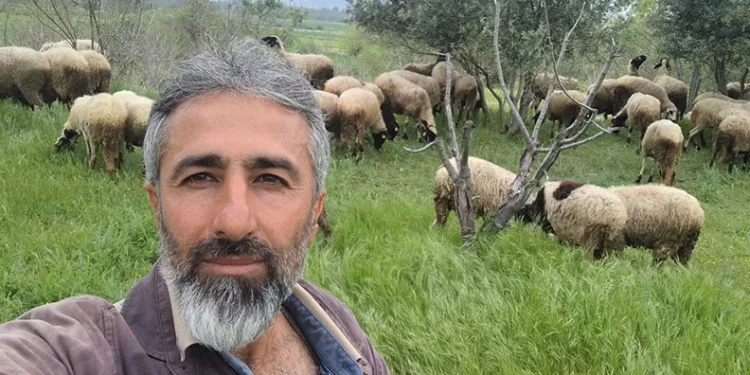 Çeşme sakızı ile Fransız koçunu birleştirdi, verimi katladı
