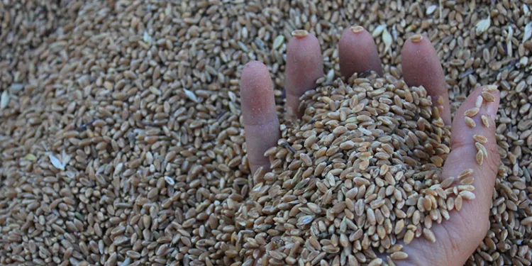 Dünya hububat üretiminde bir ilk gerçekleşecek