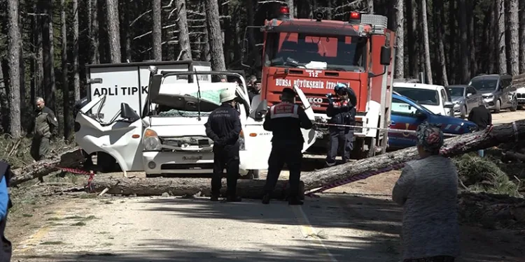 Uludağ’da kesilen ağaç kamyonetin üzerine devrildi: 1 ölü