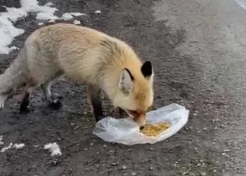 Gezen tilki nasibini buldu