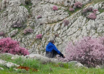 Hurman Çayı çevresinde yabani bademler pembe çiçek açtı