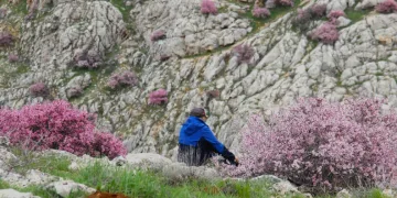 Hurman Çayı çevresinde yabani bademler pembe çiçek açtı