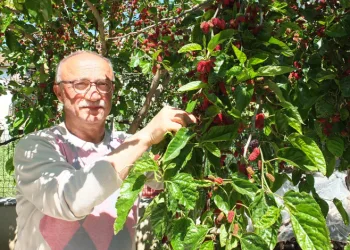 Burhaniye’de baharın ilk meyveleri dutlar kendini gösterdi