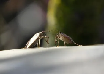 Kahverengi Kokarcaya Zehirli Mantarla Mücadele
