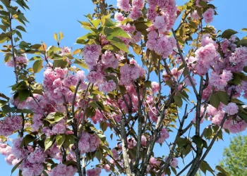 Çark Deresi kıyısında sakura güzelliği