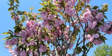 Çark Deresi kıyısında sakura güzelliği