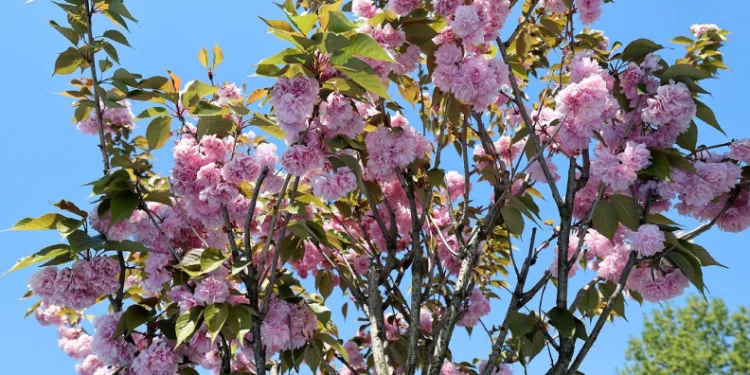 Çark Deresi kıyısında sakura güzelliği