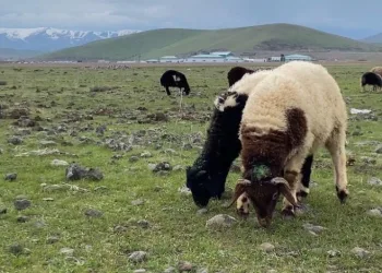Ağrı’da küçükbaş hayvanlar meralara çıkarıldı