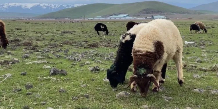 Ağrı’da küçükbaş hayvanlar meralara çıkarıldı