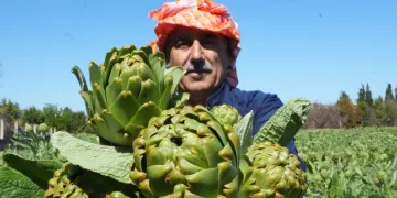 Urla’da sakız enginarının hasat mesaisi sürüyor