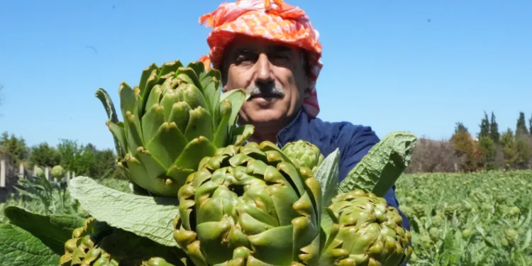 Urla’da sakız enginarının hasat mesaisi sürüyor