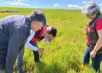 Hububat ta görülen süne ve diğer zararlılara karşı kontroller başladı