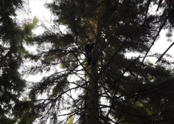Artvin’de 40 metrelik göknar ağacının tepesine takılan dron böyle kurtarıldı