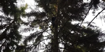 Artvin’de 40 metrelik göknar ağacının tepesine takılan dron böyle kurtarıldı