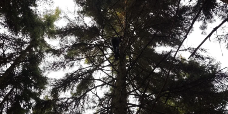Artvin’de 40 metrelik göknar ağacının tepesine takılan dron böyle kurtarıldı